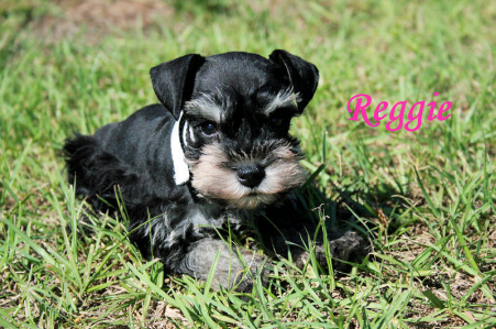 A tiny black puppy named Reggie on the grass