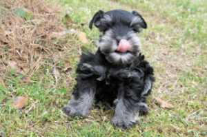 A black puppy licking its nose with tongue