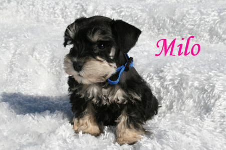 A black and brown puppy named Milo