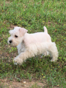A white puppy running on a grassy ground