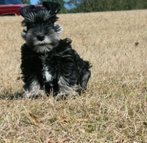 A small black puppy sitting on dried grass