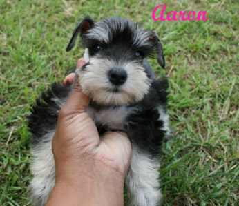 A person holding a puppy named aaron