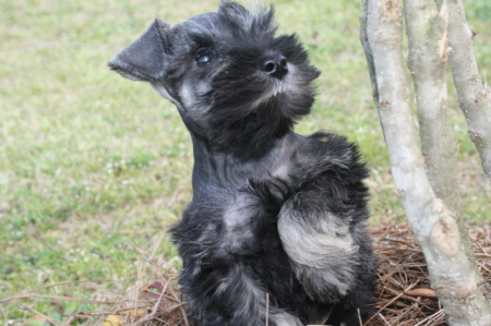 A black puppy standing on its hind legs