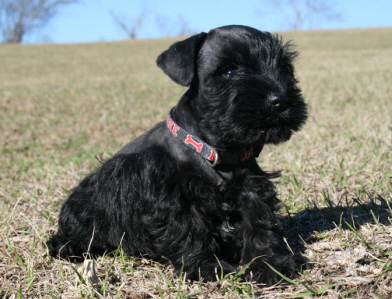 A small black puppy with a bone black collar