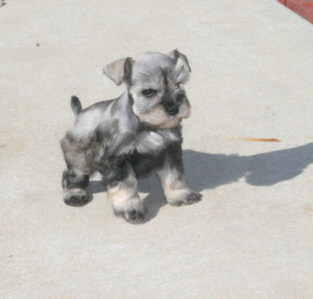 A small grey and black puppy standing