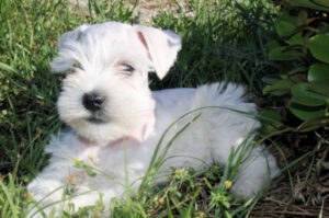 A little white puppy sitting on the grass