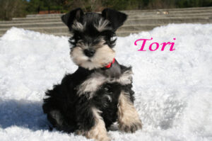 A black and brown puppy named Tori on snow