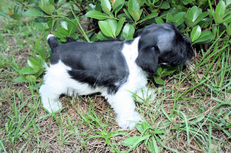 A black and white puppy sniffing the grass