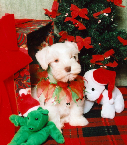 A white puppy with a christmass tree and presents
