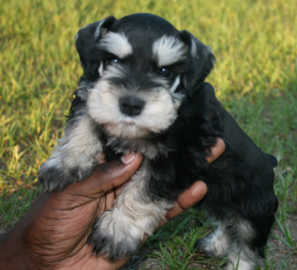 A person holding a tiny black puppy on grass