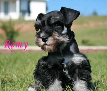 A black puppy named Remy sitting on the grass