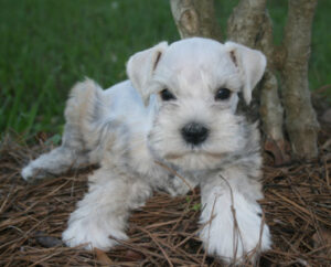 A tiny white puppy sittong on dried grass