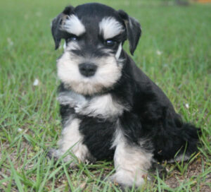 A little black and white puppy sitting on the grass