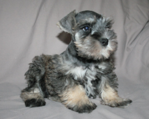 Miniature Schnauzer Puppies for Sale