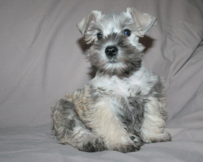 Silver hot sale schnauzer puppies