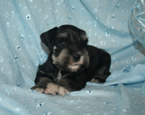 Miniature Schnauzer puppies for sale