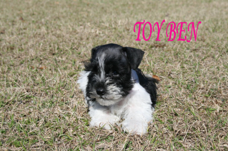 A black and white puppy named toyben