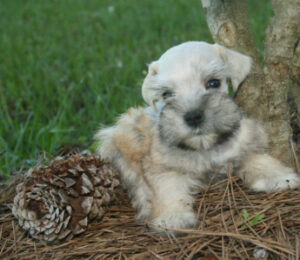 A small white and black puppy with a pine cone