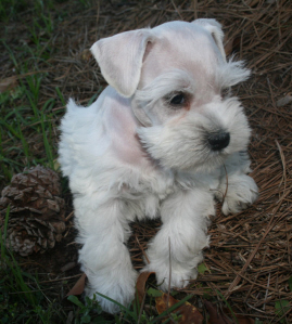 A white puppy with its pine cone on dried grass