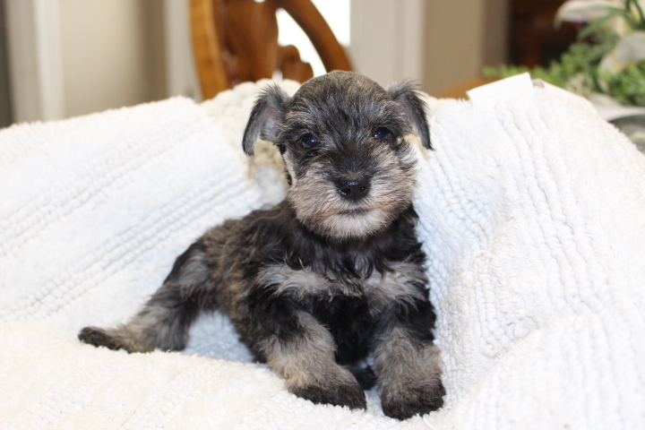 Miniature Schnauzer Puppies for Sale