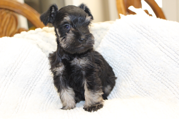 Miniature Schnauzer Puppies for Sale