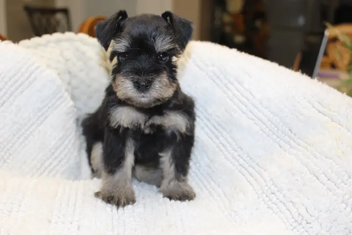 Miniature Schnauzer Puppies for Sale