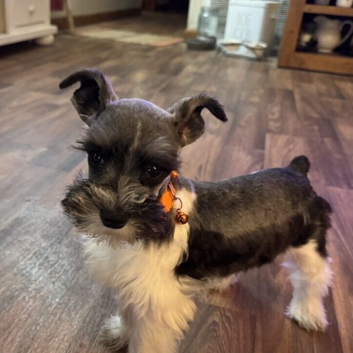 Lily